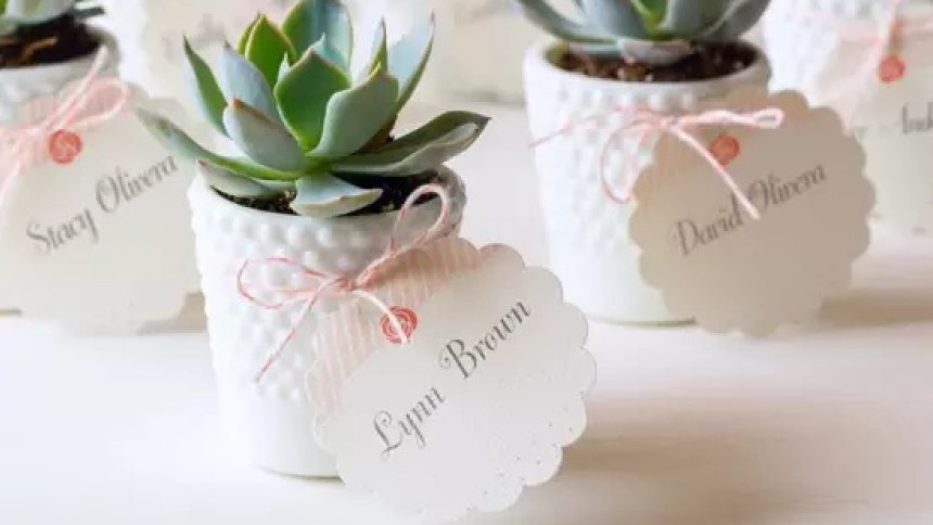 Potted Plants