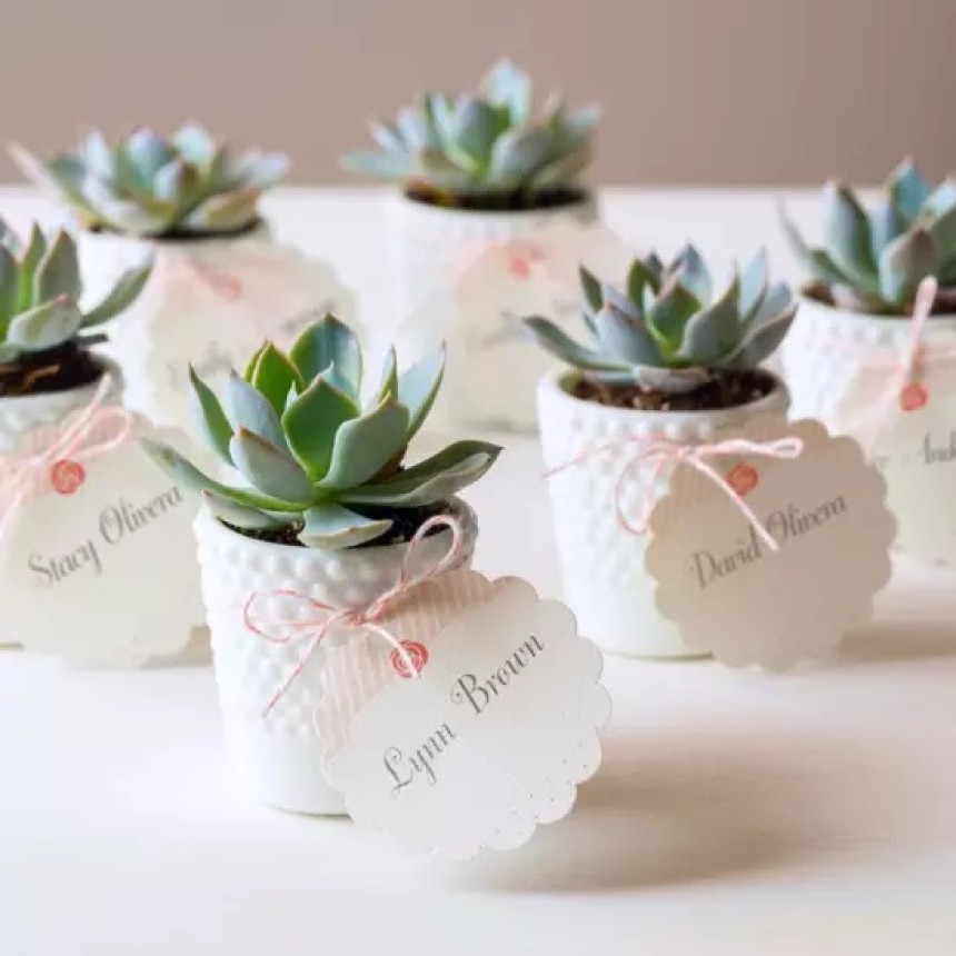 Potted Plants