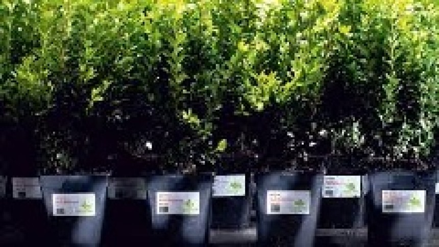 Labels for Plant nursery and Garden marking