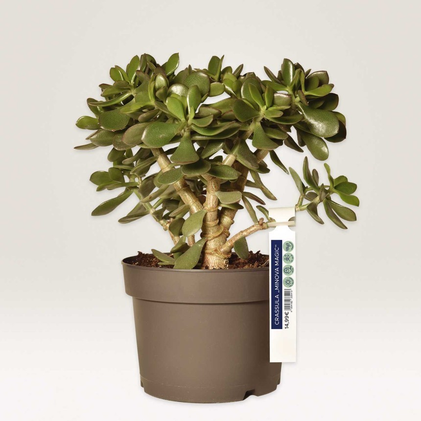 Design and print plant tags